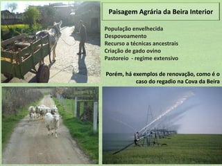 Paisagem Agrária da Beira Interior
População envelhecida
Despovoamento
Recurso a técnicas ancestrais
Criação de gado ovino
Pastoreio - regime extensivo
Porém, há exemplos de renovação, como é o
caso do regadio na Cova da Beira

 