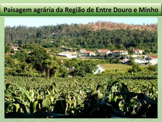 Paisagem agrária da Região de Entre Douro e Minho

 