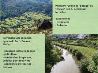 Paisagem Agrária de “bocage” ou
“enclos”, isto é, de Campos
fechados:
-Minifúndios
- irregulares
- fechados

Pormenores da paisagem
agrária do Entre Douro e
Minho:
- ocupação intensiva do solo
- policultura
- minifúndios, irregulares,
vedados por sebes vivas
- abundância de recursos
hídricos

 