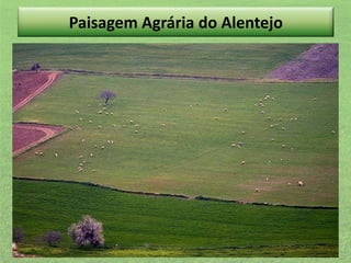 Paisagem Agrária do Alentejo

 