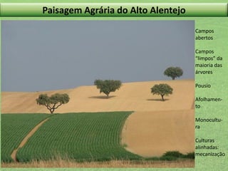 Paisagem Agrária do Alto Alentejo
Campos
abertos
Campos
“limpos” da
maioria das
árvores
Pousio
Afolhamento
Monocultura
Culturas
alinhadas:
mecanização

 