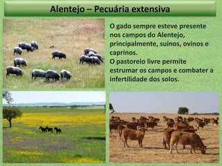 Alentejo – Pecuária extensiva
O gado sempre esteve presente
nos campos do Alentejo,
principalmente, suínos, ovinos e
caprinos.
O pastoreio livre permite
estrumar os campos e combater a
infertilidade dos solos.

 