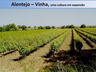 Alentejo – Vinha, uma cultura em expansão

 