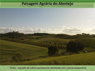 Paisagem Agrária do Alentejo

Vinha – exemplo de cultura permanente alternando com culturas temporárias

 