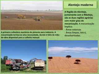 Alentejo moderno

A primeira colhedora mecânica de pimento para indústria. A
mecanização tornou-se uma necessidade, devido à falta de mãode-obra disponível para a colheita manual.

A Região do Alentejo,
juntamente com o Ribatejo,
são as duas regiões agrárias
com maior grau de
mecanização. A mecanização
implica:
- Áreas extensas
- Áreas limpas, isto é,
desarborizadas.

 