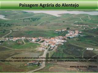 Paisagem Agrária do Alentejo

Paisagem tradicional característica: povoamento concentrado, minifúndios junto das
habitações, campos abertos e extensos fora da aldeia, pousio, afolhamento, culturas arbóreas.
Aldeia da Estrela - Alqueva

 