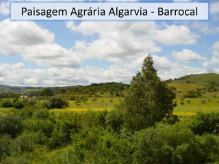 Paisagem Agrária Algarvia - Barrocal

 