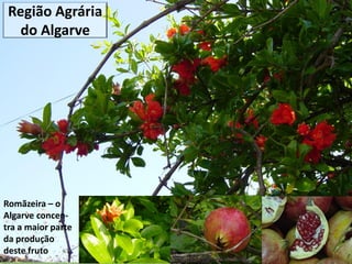 Região Agrária
do Algarve

Romãzeira – o
Algarve concentra a maior parte
da produção
deste fruto

 
