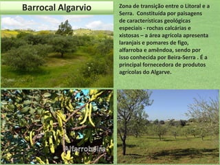 Barrocal Algarvio

Zona de transição entre o Litoral e a
Serra. Constituída por paisagens
de características geológicas
especiais - rochas calcárias e
xistosas – a área agrícola apresenta
laranjais e pomares de figo,
alfarroba e amêndoa, sendo por
isso conhecida por Beira-Serra . É a
principal fornecedora de produtos
agrícolas do Algarve.

 