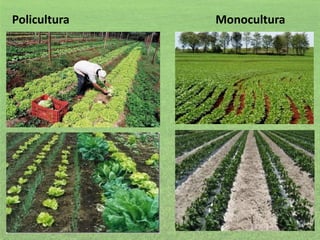 Policultura

Monocultura

 