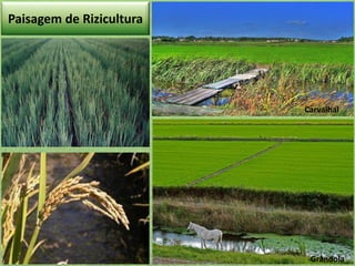 Paisagem de Rizicultura

Carvalhal

Grândola

 