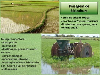 Paisagem de
Rizicultura
Cereal de origem tropical
encontra em Portugal condições
climatéricas para, apenas, uma
colheita anual.

Paisagem monótona:
- áreas planas
- minifúndios
- divididos por pequenos muros
de terra
- campos alagados
- monocultura intensiva
- localização no curso inferior dos
rios (Centro e Sul de Portugal)
- cultura anual

 