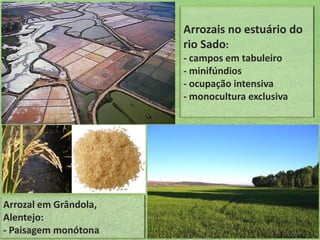 Arrozais no estuário do
rio Sado:
- campos em tabuleiro
- minifúndios
- ocupação intensiva
- monocultura exclusiva

Arrozal em Grândola,
Alentejo:
- Paisagem monótona

 