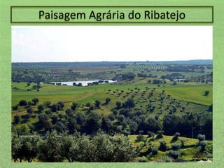 Paisagem Agrária do Ribatejo

 