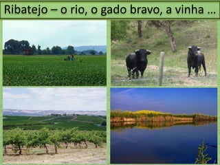 Ribatejo – o rio, o gado bravo, a vinha …

 