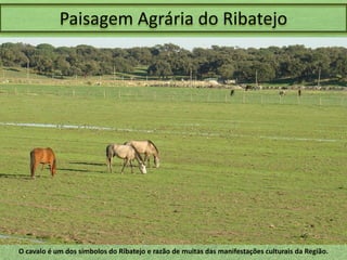 Paisagem Agrária do Ribatejo

O cavalo é um dos símbolos do Ribatejo e razão de muitas das manifestações culturais da Região.

 