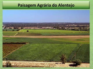 Paisagem Agrária do Alentejo

 
