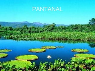 PANTANAL