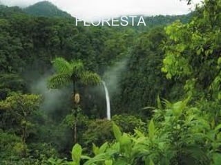 FLORESTA