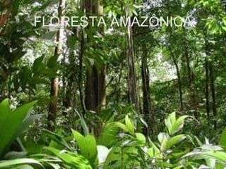 FLORESTA AMAZÔNICA