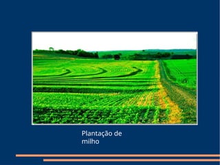 Plantação de
milho
 