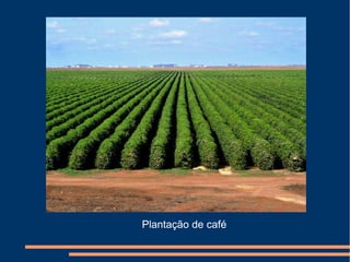 Plantação de café