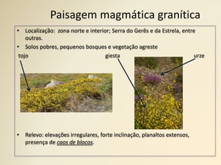 Paisagem magmática granítica
• Localização: zona norte e interior; Serra do Gerês e da Estrela, entre
outras.
• Solos pobres, pequenos bosques e vegetação agreste
tojo giesta urze
• Relevo: elevações irregulares, forte inclinação, planaltos extensos,
presença de caos de blocos.
 