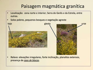 Paisagem magmática graníticaLocalização:  zona norte e interior; Serra do Gerês e da Estrela, entre outras.Solos pobres, pequenos bosques e vegetação agreste  tojo                              		giesta  				urzeRelevo: elevações irregulares, forte inclinação, planaltos extensos, presença de caos de blocos.