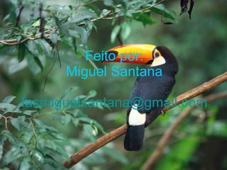 Feito por: Miguel Santana [email_address] 