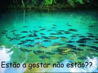 Estão a gostar não estão?? 