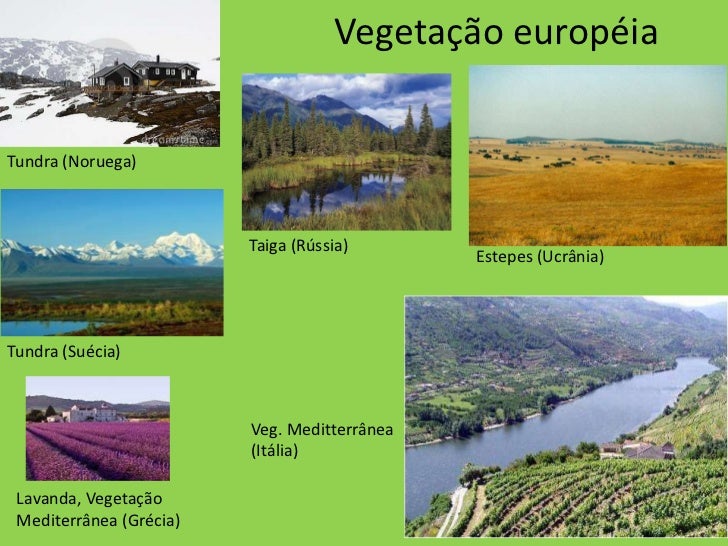 Resultado de imagem para vegetação da europa
