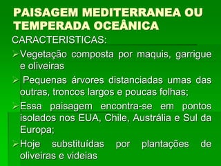 PAISAGEM MEDITERRANEA OU
TEMPERADA OCEÂNICA
CARACTERISTICAS:
Vegetação composta por maquis, garrigue
e oliveiras
 Pequenas árvores distanciadas umas das
outras, troncos largos e poucas folhas;
Essa paisagem encontra-se em pontos
isolados nos EUA, Chile, Austrália e Sul da
Europa;
Hoje substituídas por plantações de
oliveiras e videias
 