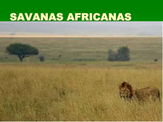 SAVANAS AFRICANAS
 