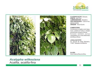 Paisagismo de-alagoas