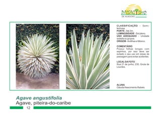 Paisagismo de-alagoas