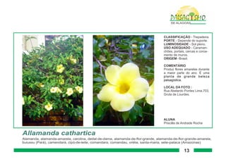 Paisagismo de-alagoas