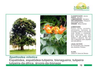 Paisagismo de-alagoas