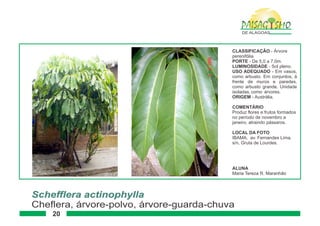 Paisagismo de-alagoas