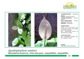 Paisagismo de-alagoas