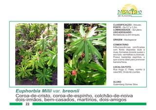 Paisagismo de-alagoas