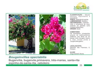 Paisagismo de-alagoas