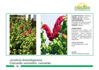 Paisagismo de-alagoas