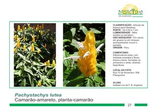 Paisagismo de-alagoas