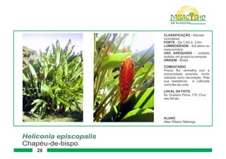 Paisagismo de-alagoas