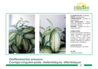 Paisagismo de-alagoas