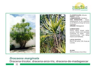 Paisagismo de-alagoas