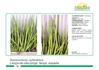 Paisagismo de-alagoas