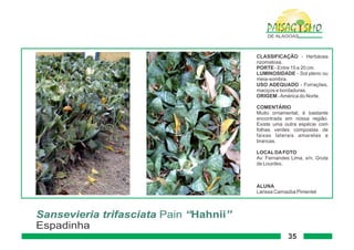 Paisagismo de-alagoas