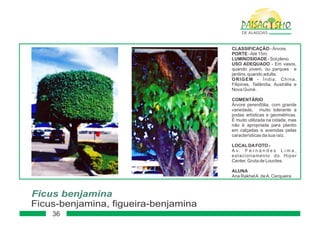 Paisagismo de-alagoas