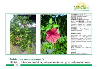 Paisagismo de-alagoas